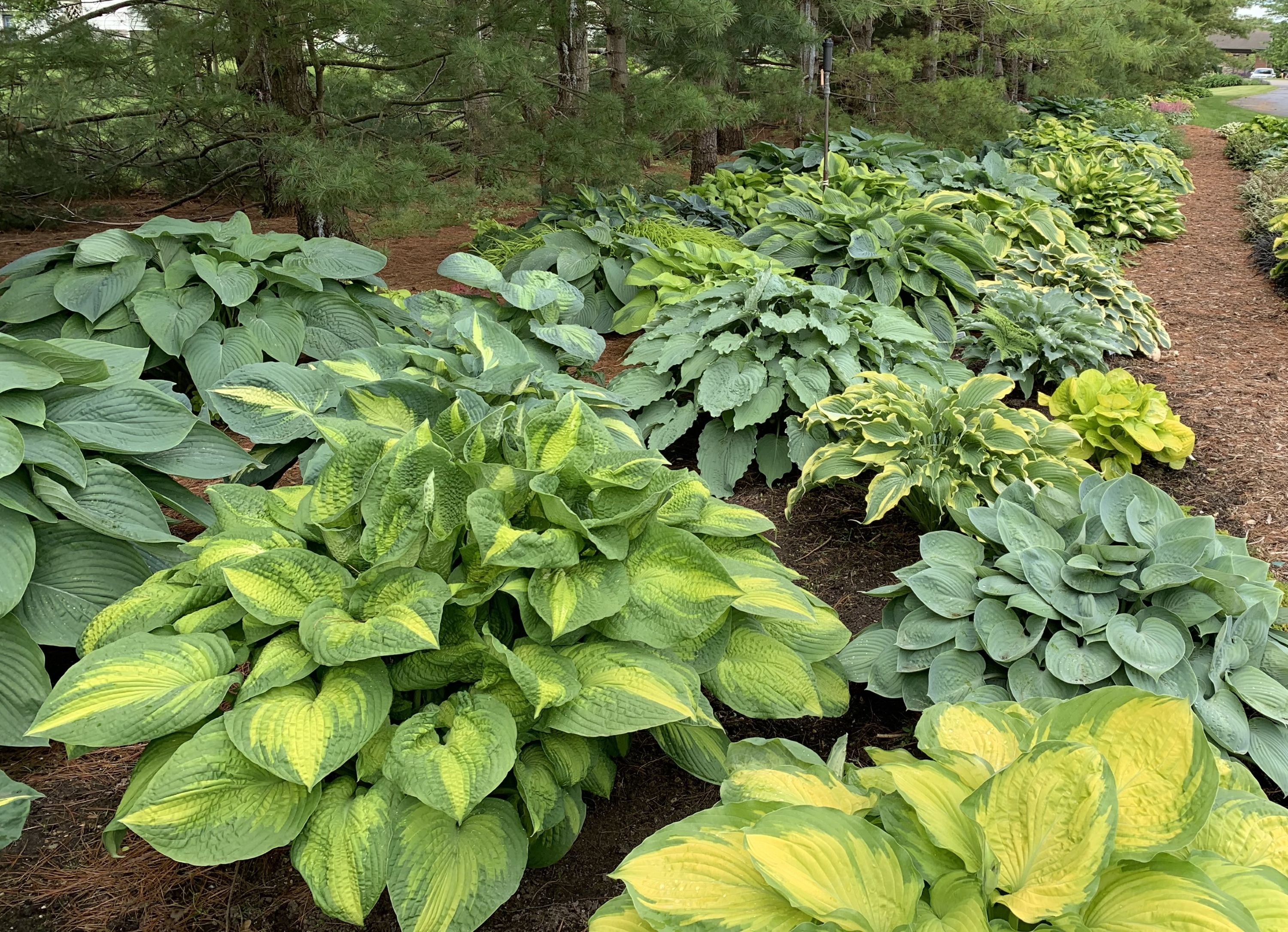 Hosta (Plantain Lily)
